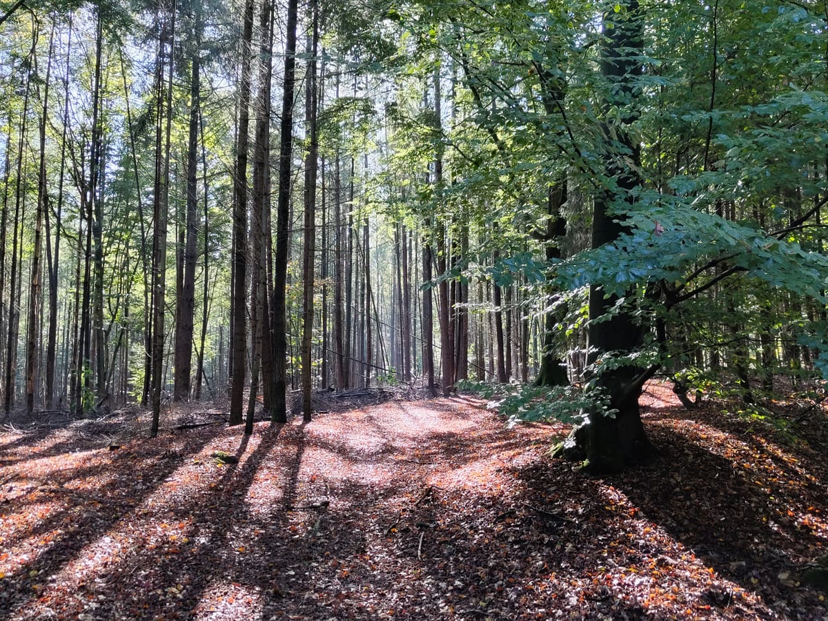 Zonlicht tussen de bomen in een bos, met een pad vol herfstbladeren